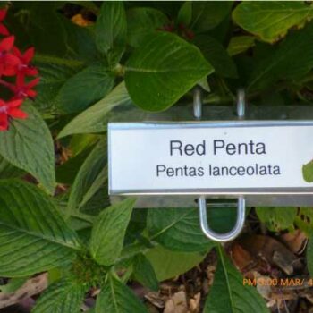 Red Pentas nectar flowers for monarch butterflies