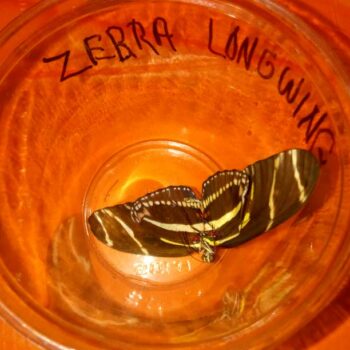 Zebra longwing butterfly speciman