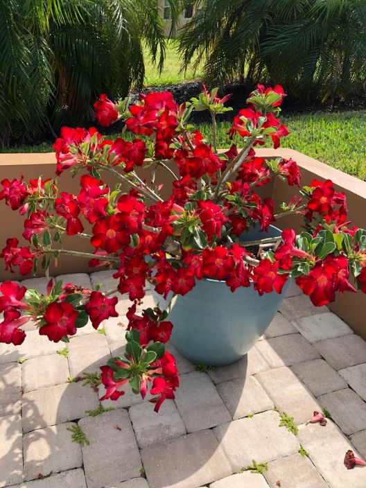 Red Blooming Flowers - Ann Block