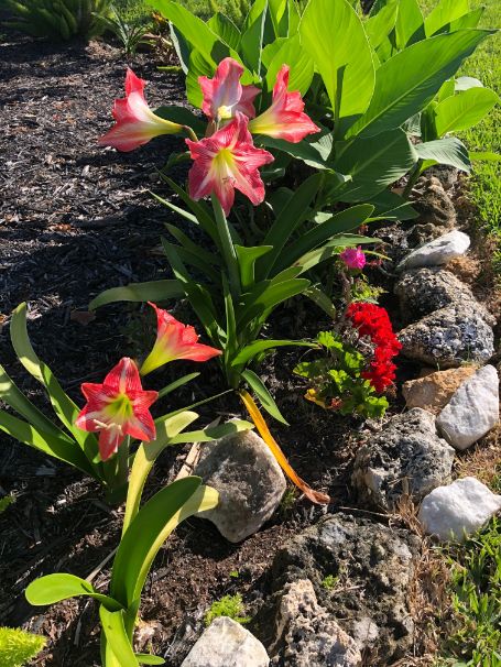 Pink Lilies Blooming