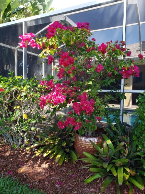 Bougainvillea Donna Schneider