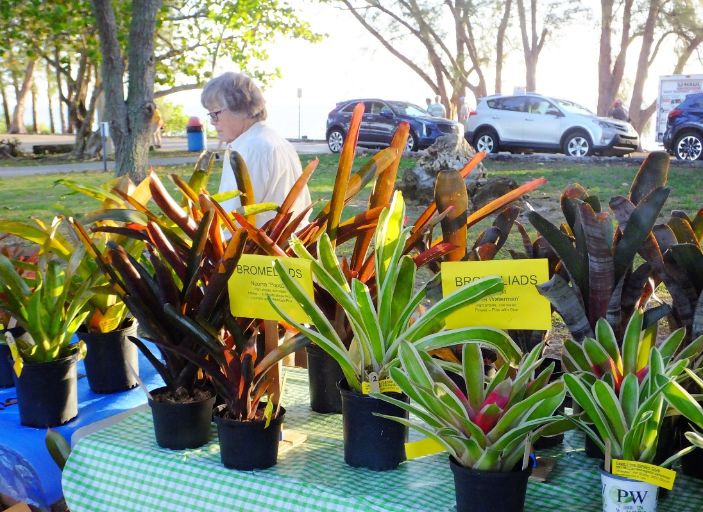 Bromeliad Sale
