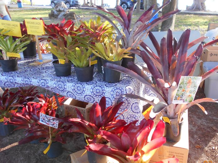 Bromeliad Sale