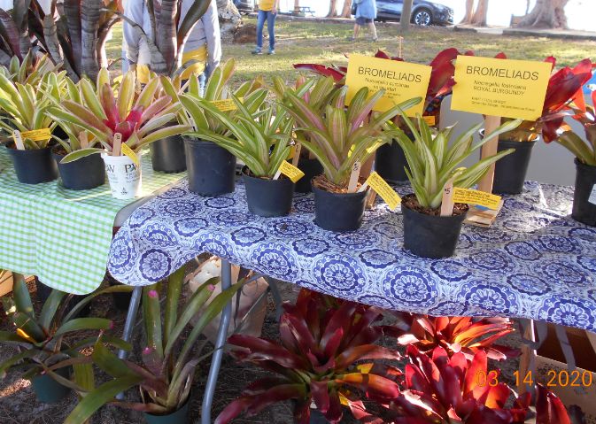 Bromeliad Sale