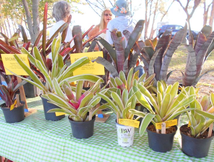 Bromeliad Sale