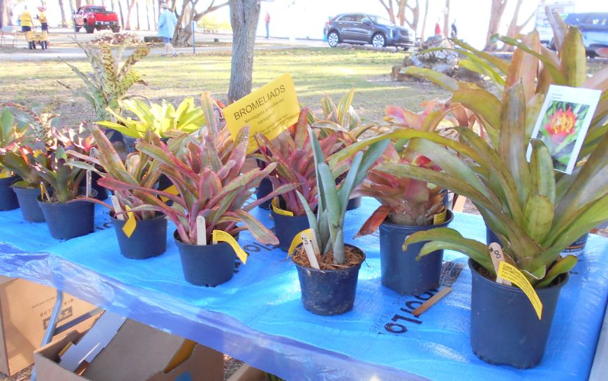 Bromeliad Sale