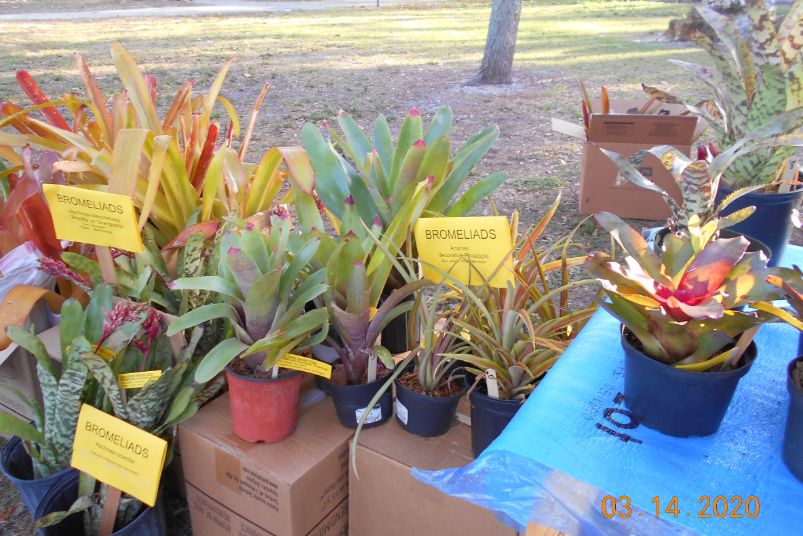 Bromeliad Sale