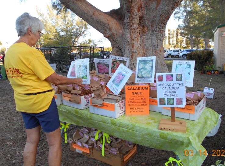 Caladium Bulbs for Sale