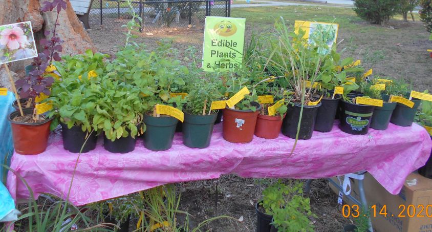 Edible Plants and Herbs