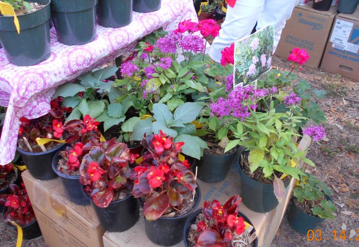 Flowering Plants