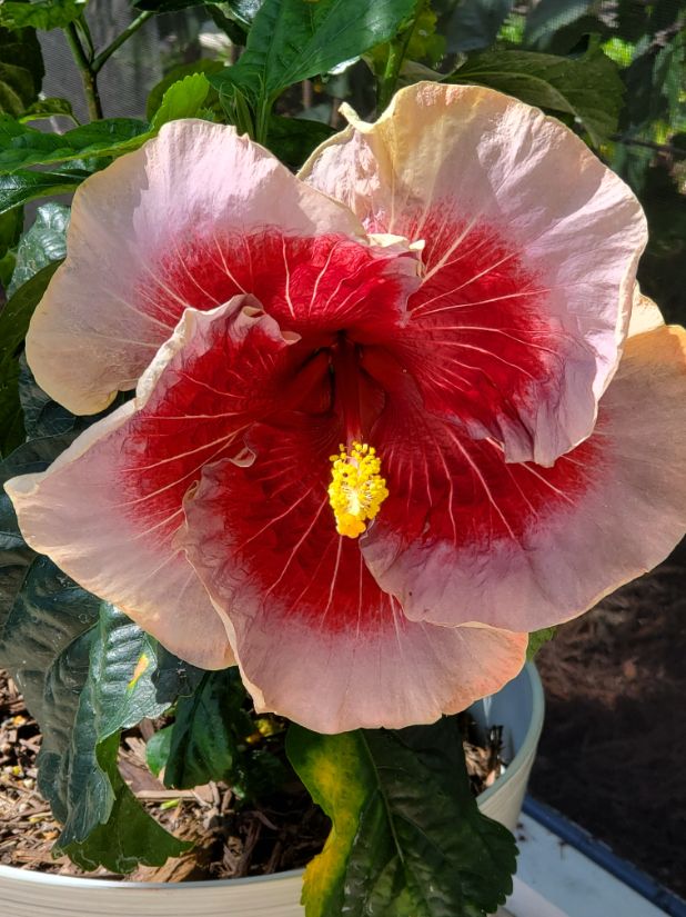 Joan of Arc Hybrid Hibiscus