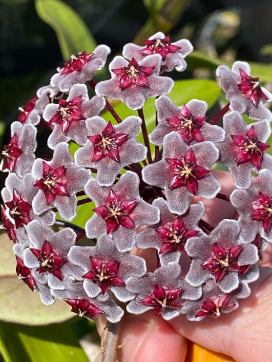 Pink and White Flowers - John Hampton