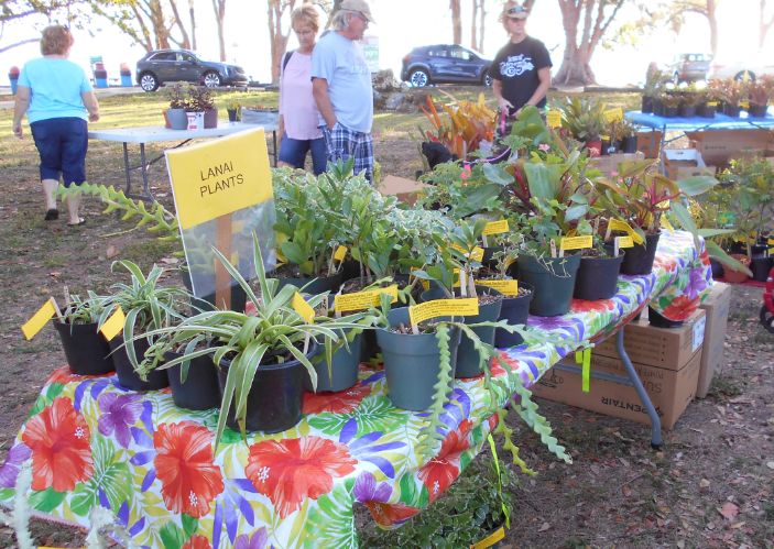 Lanai Plants
