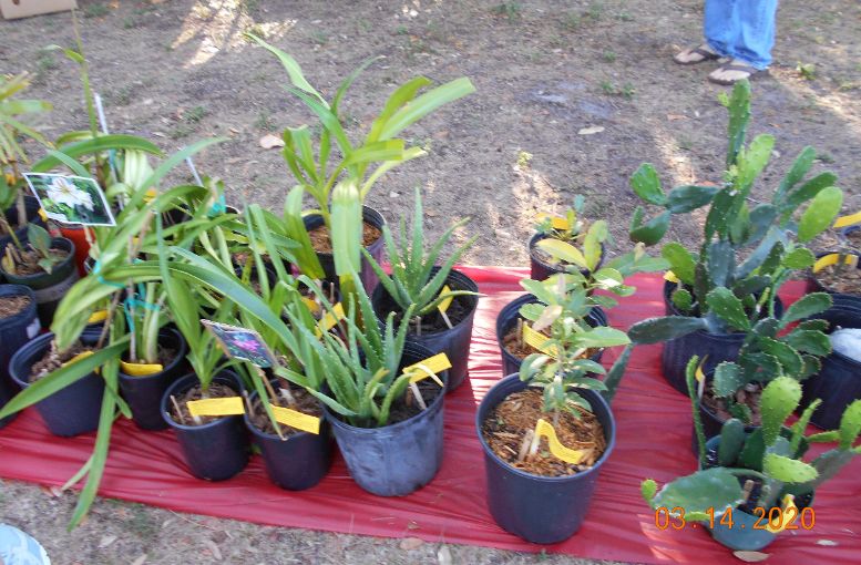 Large Plants on Red Carpet