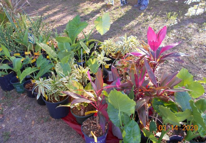 Large plants on the red carpet at the Garden Club of Cape Coral March in the Park plant sale