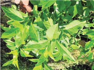 Longevity Spinach from Pine Manor Community Garden