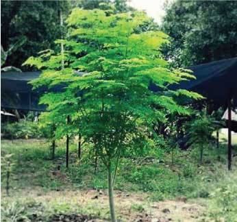 Moringa Tree from Pine Manor Community Garden