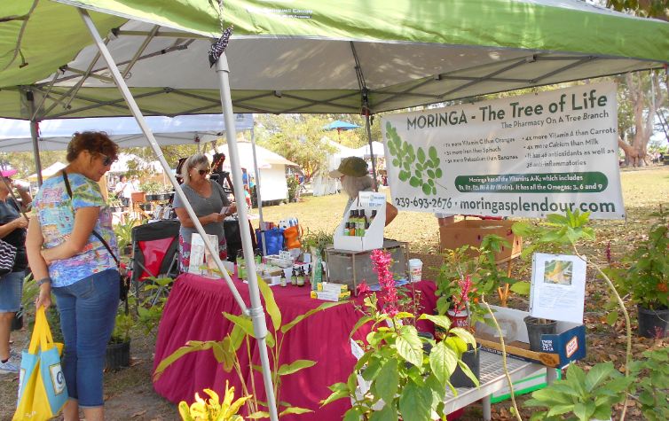 Moringa Splendour