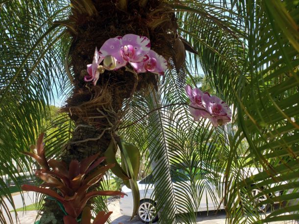 Orchid Donna Schneider