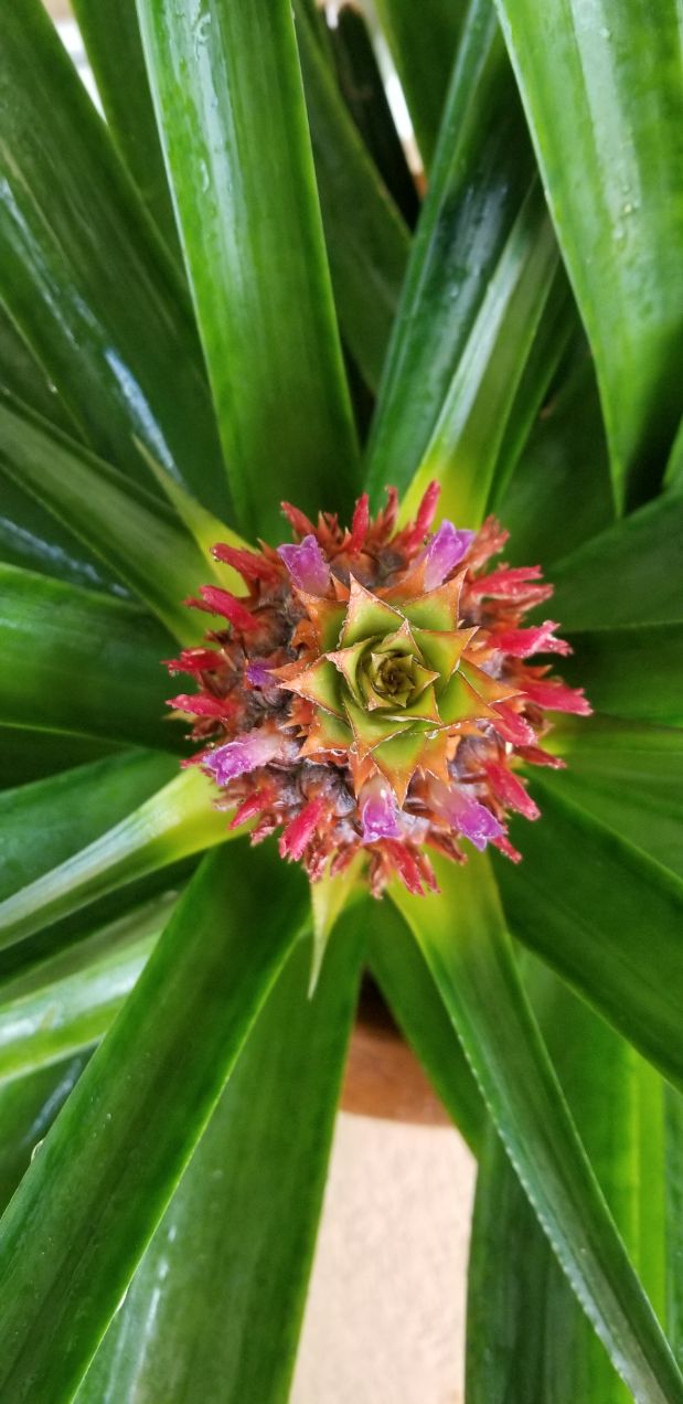 Pineapple Plant