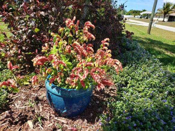 Shrimp Plant Donna Schneider