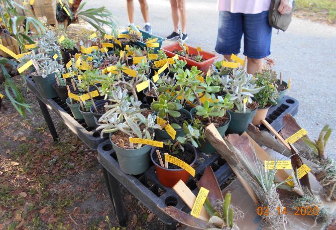 Succulents and air plants at the Garden Club of Cape Coral March in the Park Plant Sale 