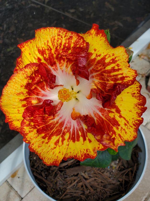 White Hot Hybrid Hibiscus