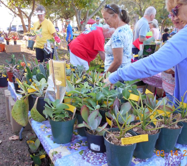 Xeriscape Plants