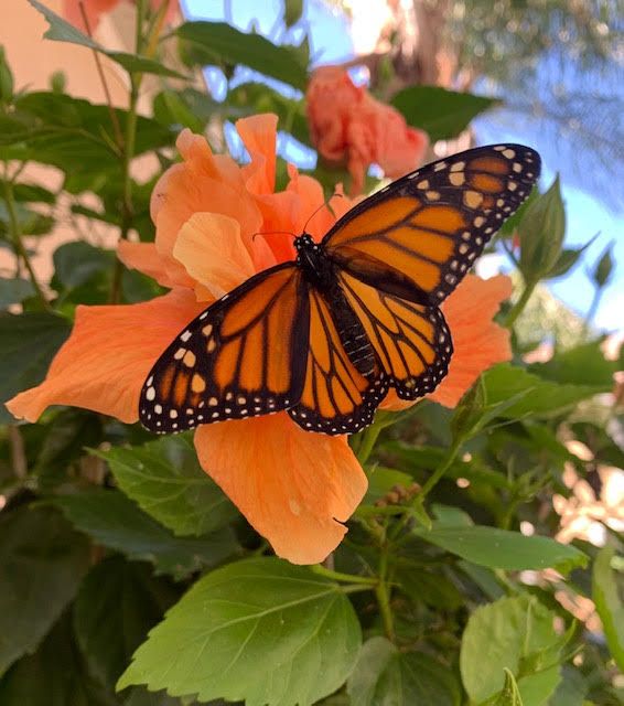 Monarch Butterfly on Hibiscus Flower