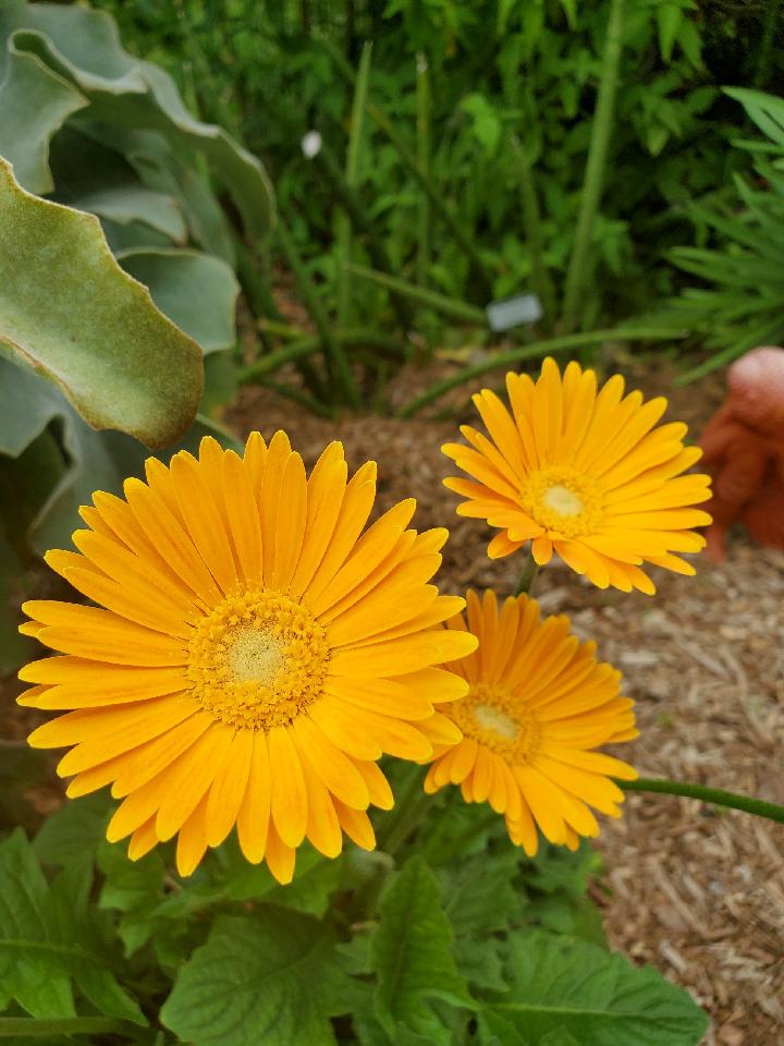 Gerber Daisy - Pam Dawson