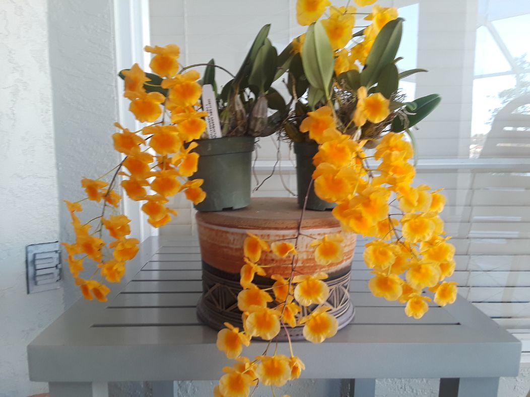 Orchid Dendrobium aggregatum - Sherie Bleiler