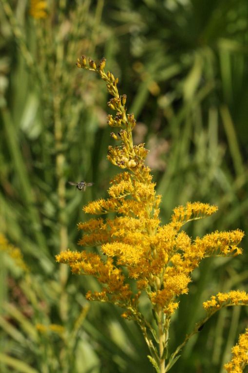 Florida Native Goldenrod