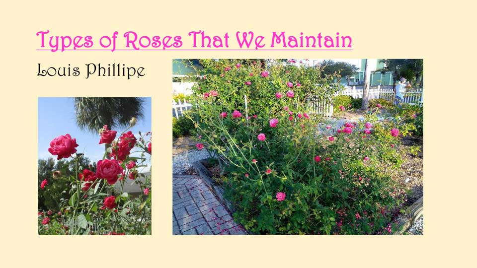 October Meeting 2020 - Rose Garden - 11