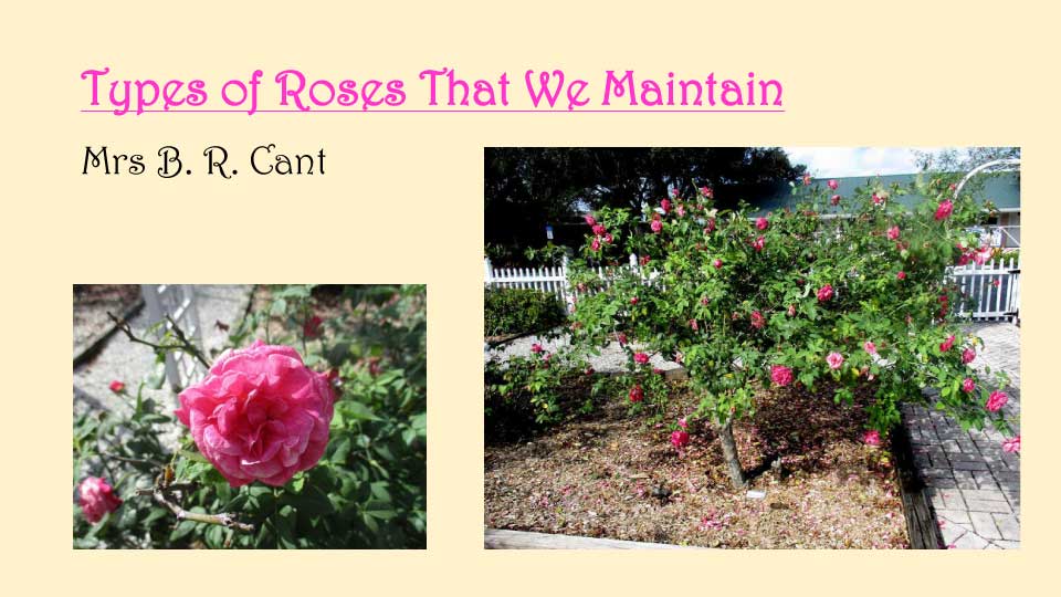 October Meeting 2020 - Rose Garden - 12
