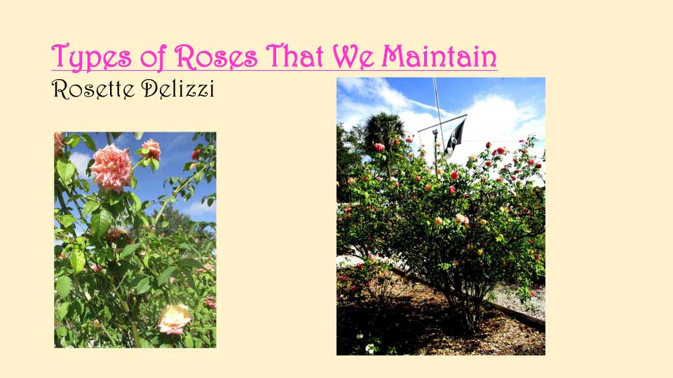 October Meeting 2020 - Rose Garden - 13