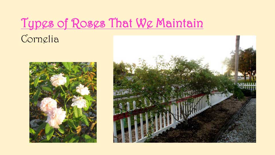 October Meeting 2020 - Rose Garden - 14