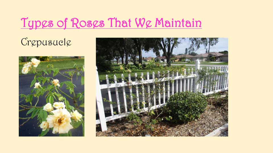 October Meeting 2020 - Rose Garden - 15