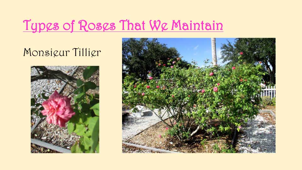 October Meeting 2020 - Rose Garden - 16