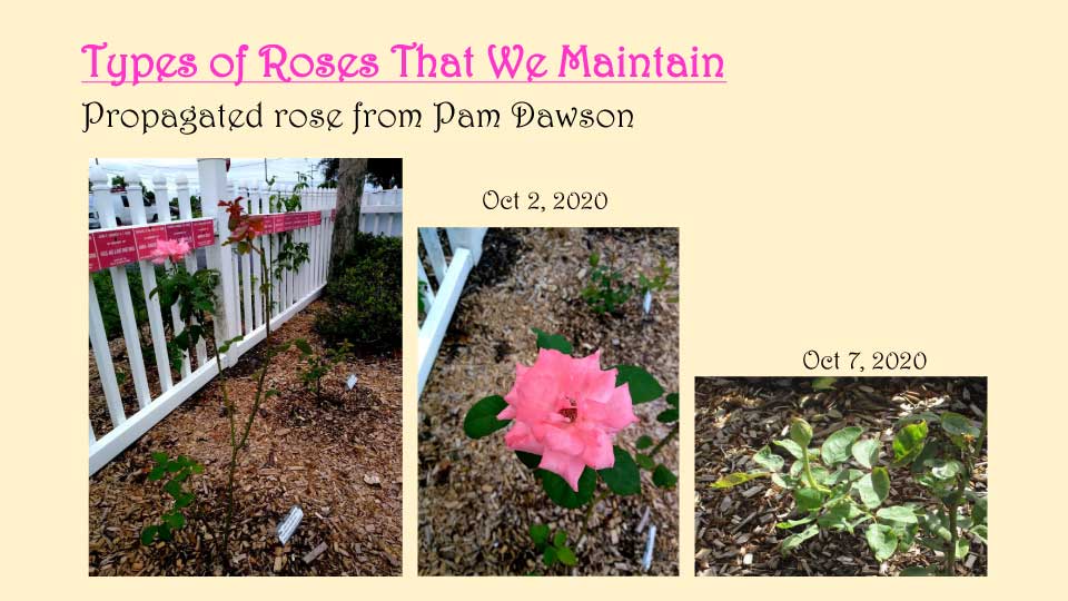 October Meeting 2020 - Rose Garden - 17