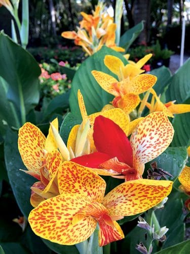 Canna Lily