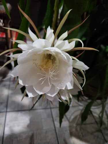 Queen of the Night Flower