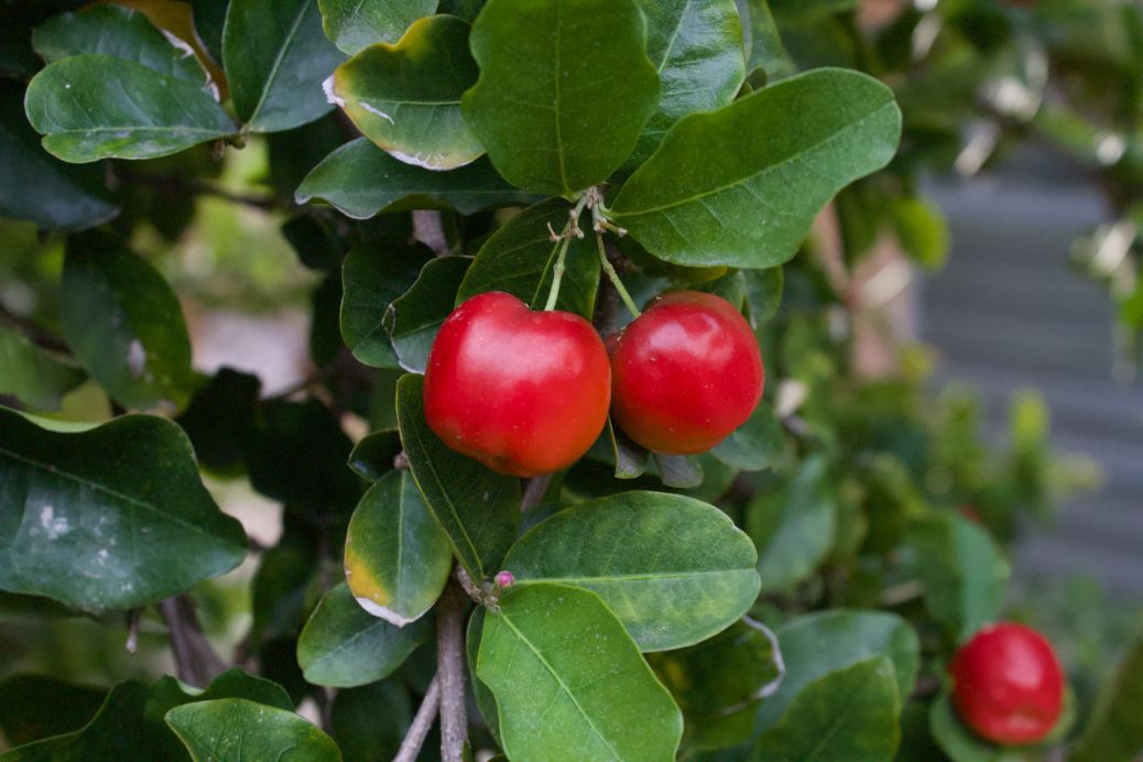 Acerola Cherry