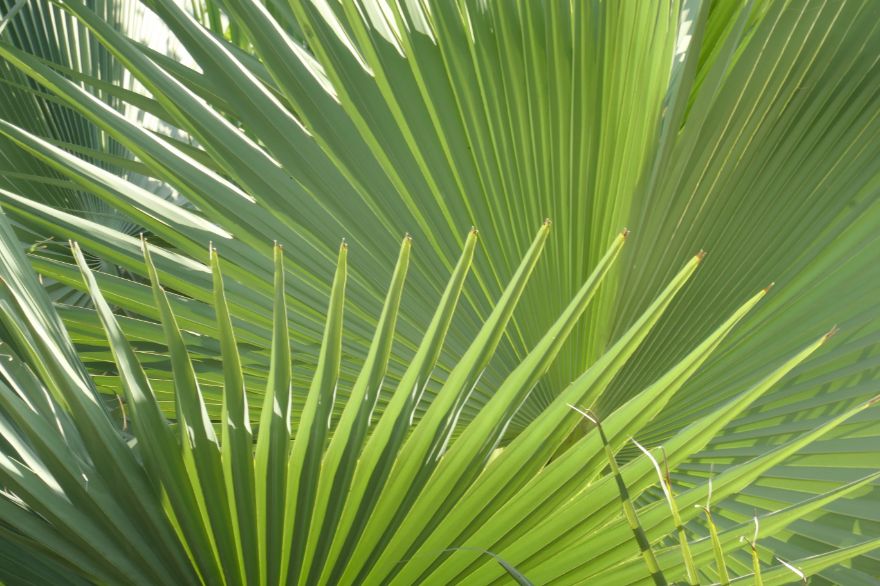Monthy Meeting – The Care of Palms
