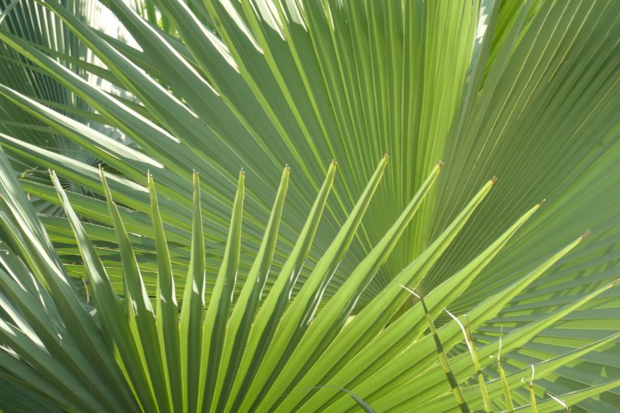 Palm Leaves