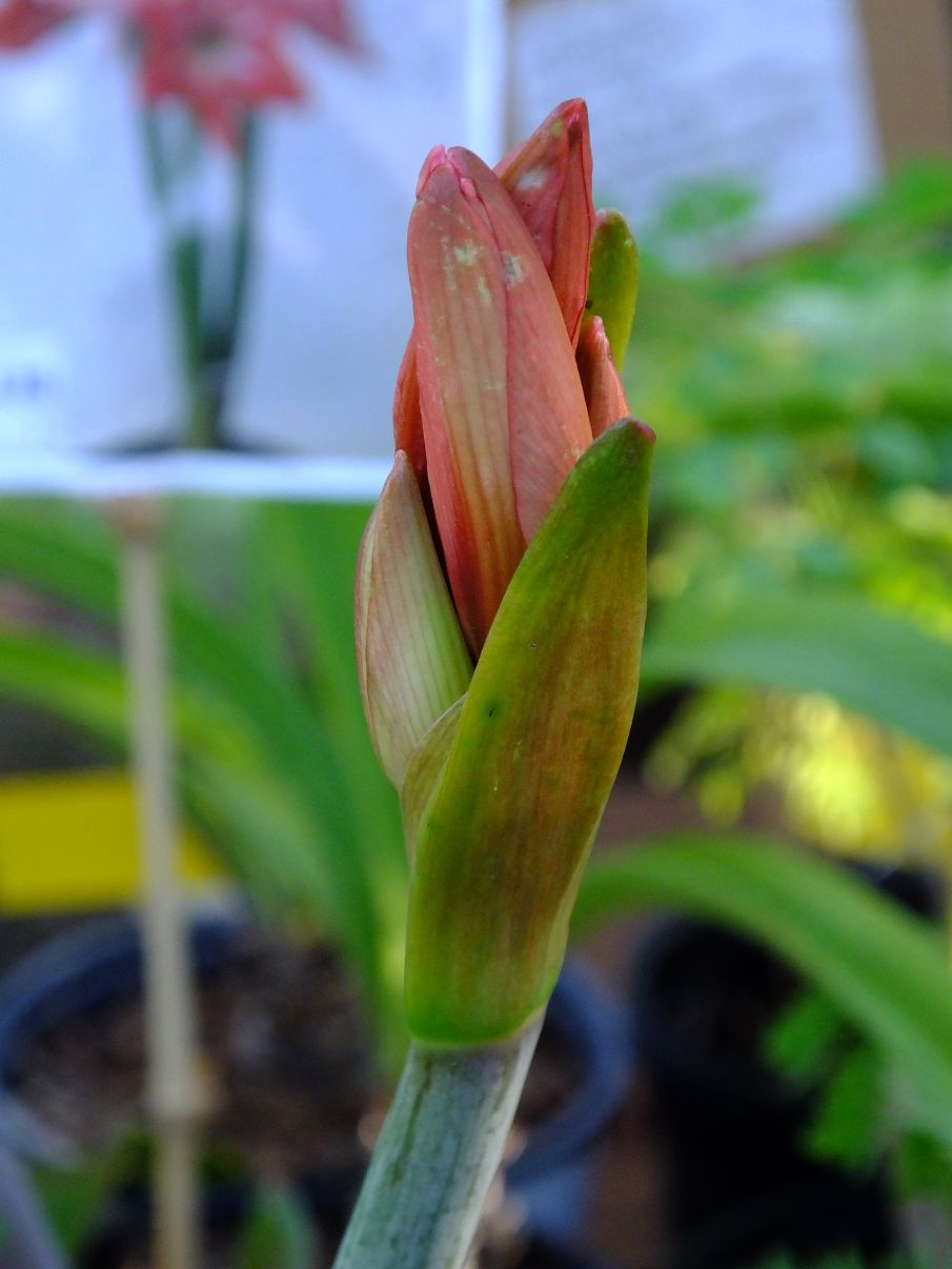 amaryllis bulb