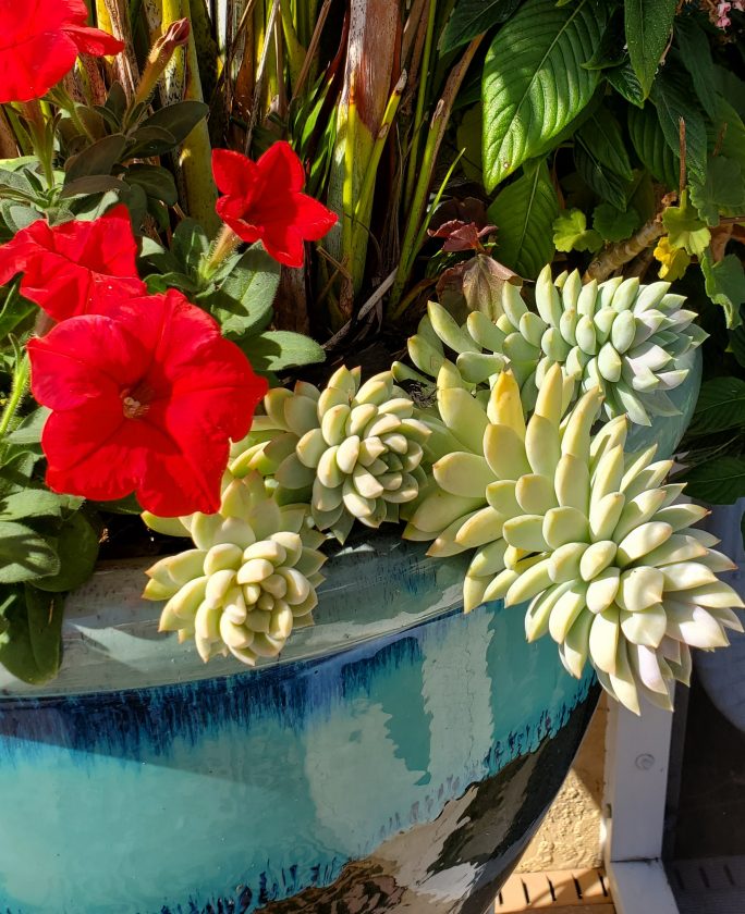 Succulents in plant pot