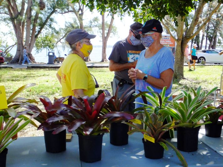 bromeliads