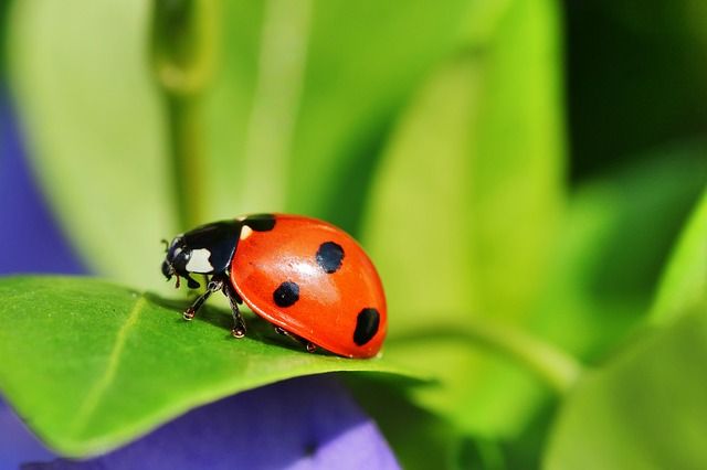 Lady bug for aphid control