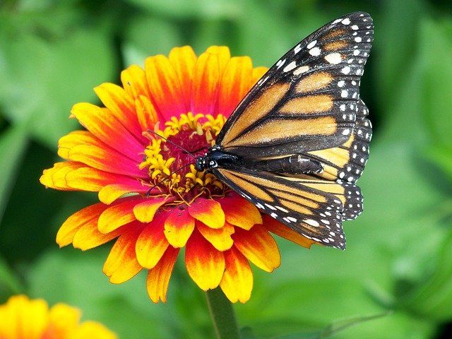 Magical monarchs — Cathy Dunn