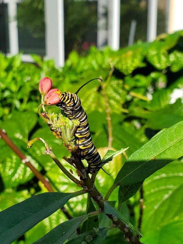 Monarch caterpillar on milkweed